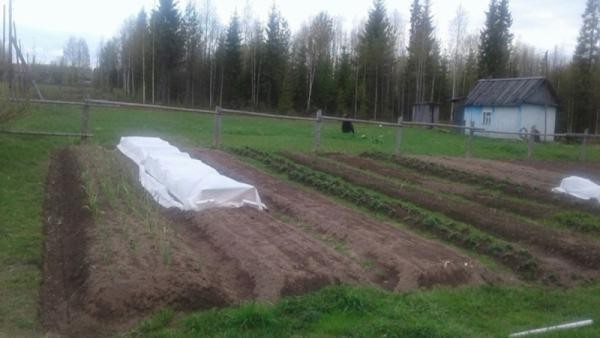 В Архангельской области зафиксировали выходы медведей к населенным пунктам В Архангельской области зафиксировали выходы медведей к населенным пунктам