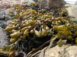 Ламинария в баренцевом море. Ламинария дигитата. Морская капуста ламинария в море. Триходесмиум водоросль. Фукус пузырчатый водоросль.