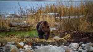 На осеннем учёте в «Онежском Поморье» нашли следы 33 медведей