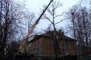 В ноябре в Архангельске убирают деревья, упавшие ещё в августе