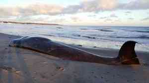 На берег Белого моря выбросило кита