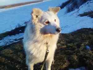 Воздушный Алмаз, мудрый Сэм, красотка Тайга: собаки из приюта в Катунино ждут своего опекуна