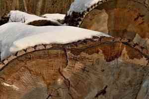 В Холмогорском районе лесоруб погиб от упавшего дерева