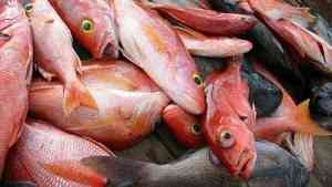 В Архангельск прибыло более 90 тонн рыбы