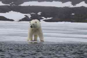 Вылет ученых на Новую Землю для решения проблемы с белыми медведями отложили из-за непогоды
