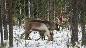 В Архангельске отметят День дикого северного оленя