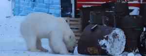 В посёлке Белушья Губа рядом с детьми бродил белый медведь
