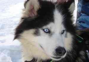 В Архангельской области организуют экспедицию на собачьих упряжках «Окно в Сибирь и Русскую Арктику»