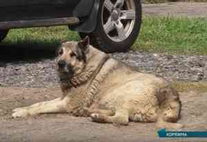 Самый верный друг: в Коряжме местные жительницы два года ухаживают за псом, которого бросил хозяин