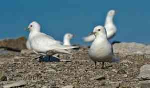 Научная экспедиция «Роснефти» изучит особенности популяции белой чайки в Арктике