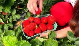 Сто килограммов ягод в день — семья фермеров из Красноборского района выращивает садовую землянику