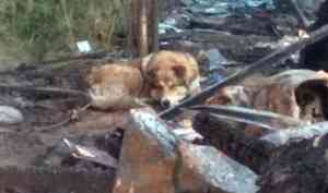 Потерявшему дом и хозяев при пожаре под Северодвинском псу ищут новую семью