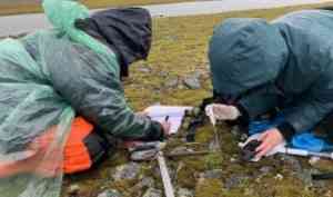 Подушковидные формы растений впервые исследовали на севере Новой Земли