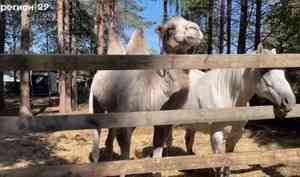 В Вилегодском округе живут верблюдица Ева и белоснежный конь Вымпел