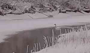 Два лебедя не смогли улететь из Архангельской области этой осенью