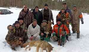 В Вилегодском округе охотники убили волка, который, предположительно, напал на пожилую женщину