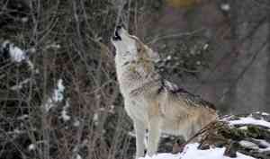 Волки в городе: о выходе диких животных к населенным пунктам можно сообщать по телефону 112