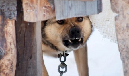 В приюте для собак в Архангельске прокуратура нашла нарушения