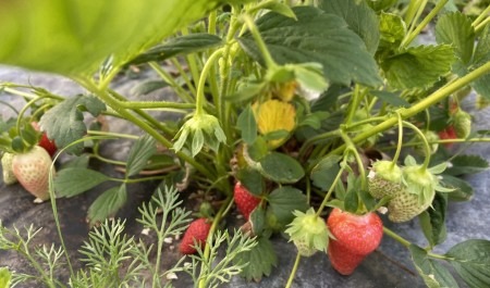 В Поморье развивают меры поддержки фермеров, занятых в сфере выращивания плодово-ягодных культур