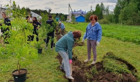 «Сад Памяти»: в Архангельской области высажено порядка 353 тысяч деревьев
