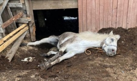 В Архангельске спасателям пришлось вытаскивать из подвала 300-килограммового коня