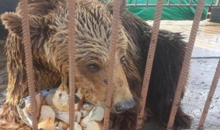 Архангельская общественность потребовала спасти замученного медведя 