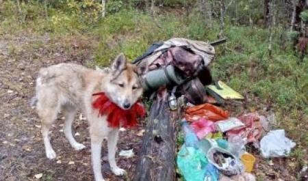 Пропавший северодвинец найден в лесу мертвым
