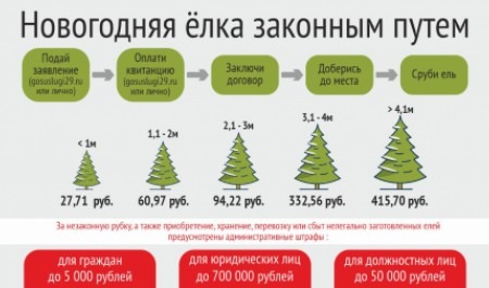 Лесничества Архангельской области приступают к заключению договоров на заготовку новогодних елей