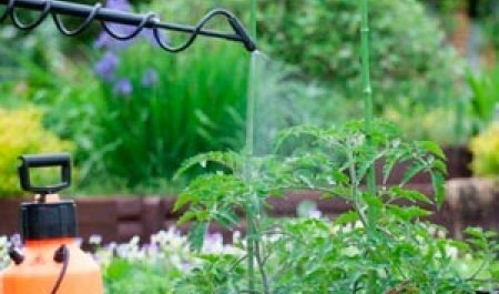 Выбор лучшего фунгицида: Руководство для садоводов и огородников