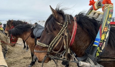 Стартовали областные соревнования конников на лошадях мезенской породы
