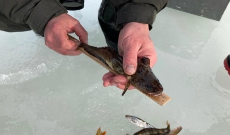 В Кенозерье прошёл праздник зимней рыбалки «Налим Малиныч»