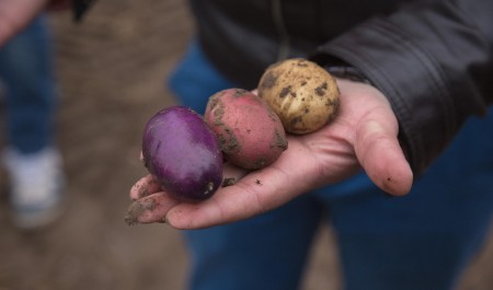 В Вельске назвали самые живучие сорта картофеля для Арктики
