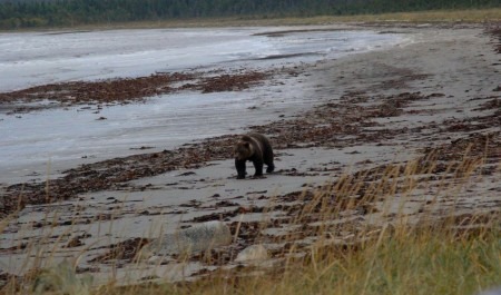 Ученые пересчитают медведей на прибрежных территориях Архангельской области