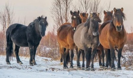 Жители Архангельской области просят власти сохранить лошадей-мезенок