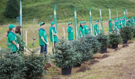 В Архангельской области высадят более миллиона деревьев
