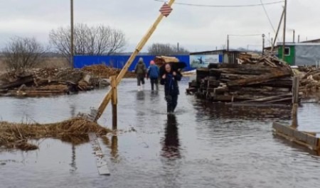 Собак выносили на руках: недалеко от Архангельска затопило приют для животных