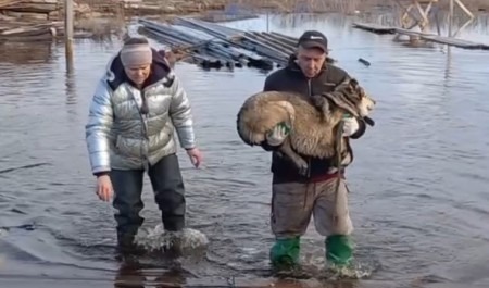 «Отделалась прокушенной рукой»: жители Поморья рассказывают об операции по спасению приютских собак в Турдеевске