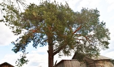 Сосна из Холмогорского округа участвует в конкурсе «Российское дерево года»
