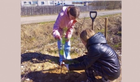 Активисты Движения Первых Лесозаводской школы Коноши приняли участие в акции «Сад Памяти»
