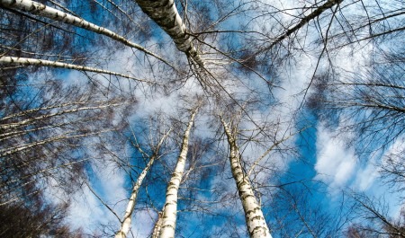 Под Северодвинском заблудились две девушки, фотографировавшие лес