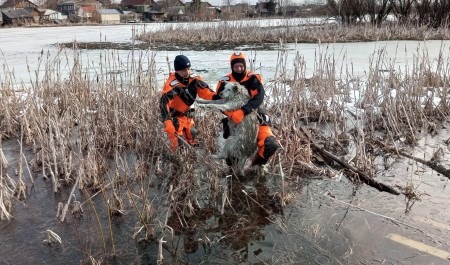 В Исакогорском округе спасатели спасли провалившуюся под лёд собаку