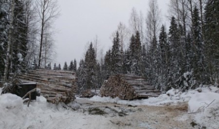 Северодвинский депутат заочно поспорил с Александром Цыбульским о поставках леса в Китай