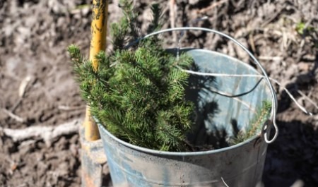 В Каргопольском лесничестве в рамках акции «Сад Памяти» высадили почти 40000 деревьев