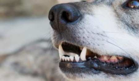 На юге Поморья собака на самовыгуле изуродовала лицо ребенка: что решил суд