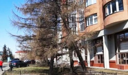 «Люди рискуют жизнью»: в Архангельске призвали разобраться с аварийными деревьями