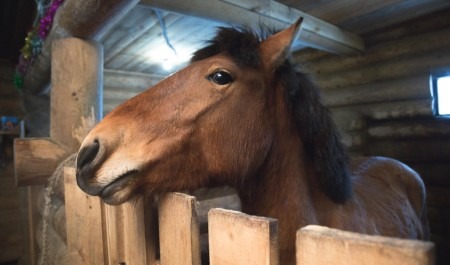 В Ненецком автономном округе ребенок погиб от удара копытом лошади