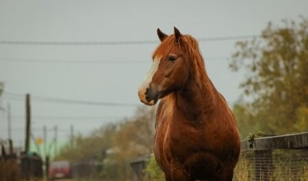 В НАО лошадь убила семилетнего ребёнка копытом
