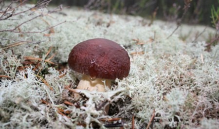 Царство белого гриба и редких растений: Шиловский заказник отмечает 55-летие