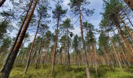 Березниковский сосновый бор в Вельском районе признан памятником природы регионального значения