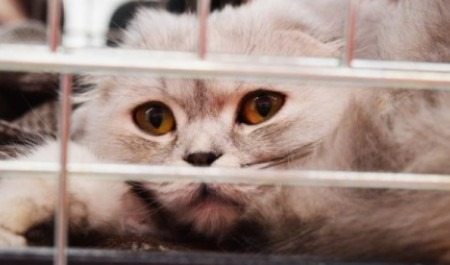 Житель Поморья отсудил компенсацию за смерть своей кошки, попавшей в капкан
